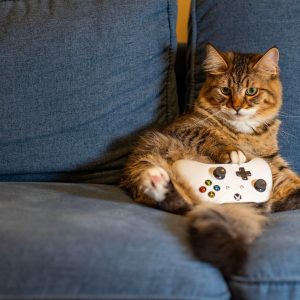 cat, kitten, nature, animal, pet, indoors, gaming, controller, couch