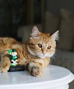 A tabby cat relaxes on a table next to a lucky leprechaun figurine in a cozy indoor setting.
