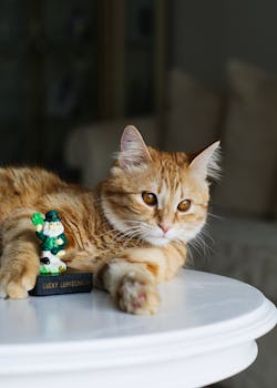 pexels photo 14967935 14967935 A tabby cat relaxes on a table next to a lucky leprechaun figurine in a cozy indoor setting.