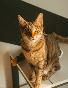 A curious tabby cat sitting on a white table indoors with a dramatic black background.